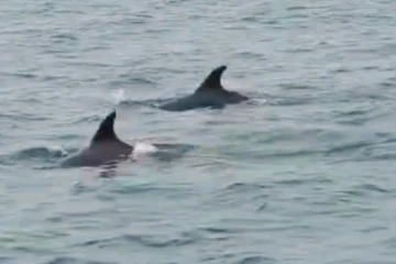 மன்னாரில் இருந்து இராமேஸ்வரம் சென்ற டொல்பின்கள்