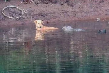 நதியில் விழுந்த நாயைக் காப்பாற்றிய முதலைகள்: ஒரு ஆச்சரிய சம்பவம்