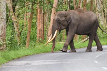 யானை தாக்கி குடும்பஸ்தர் பரிதாபச் மரணம்