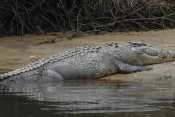 திருகோணமலையில் உள்ள பொலிஸ் நிலையத்துக்குள் புகுந்த முதலை!