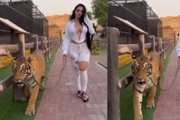 புலியை சங்கிலியால் கட்டி இழுத்து சென்ற பெண்; வைரலாகும் காணொளி