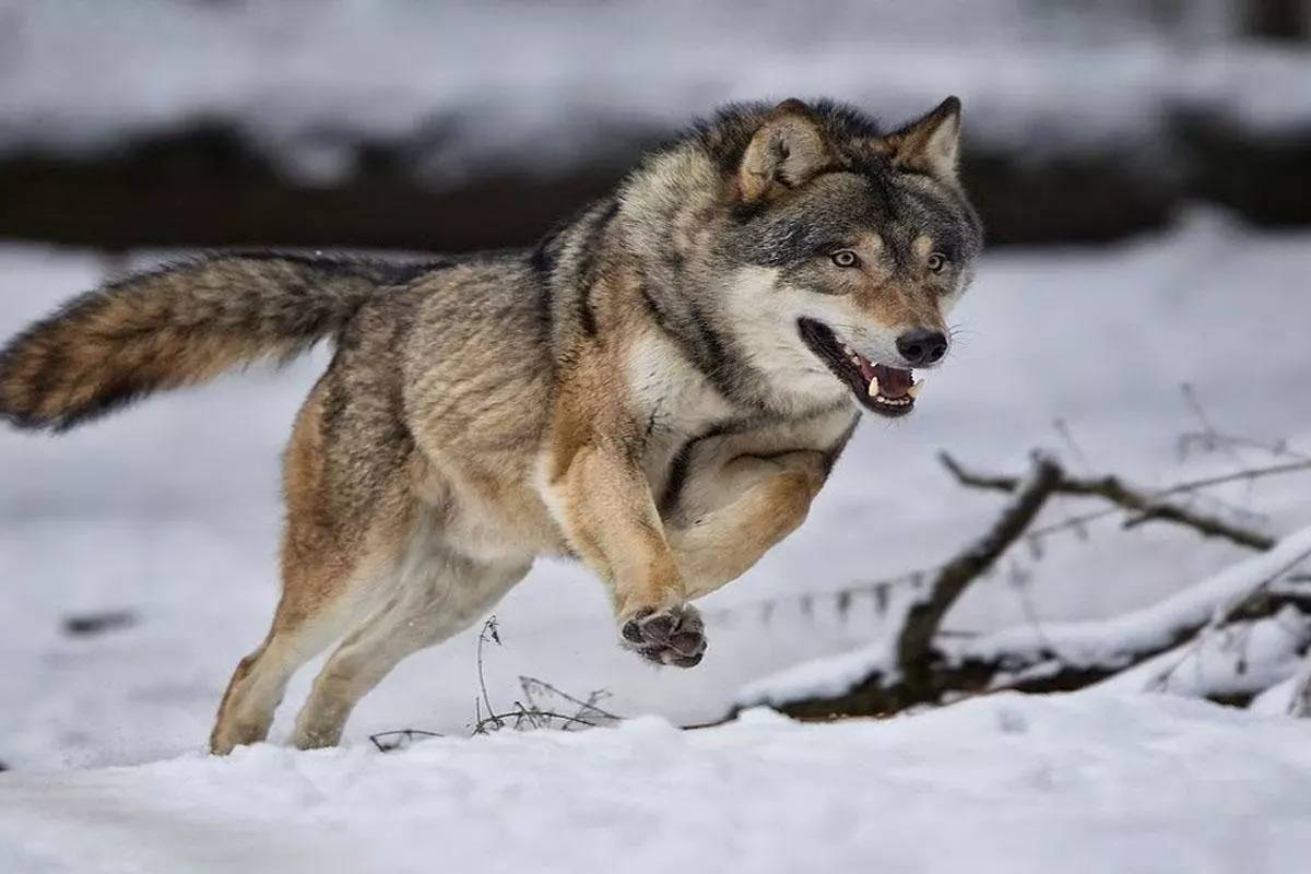 சிங்கத்தையே மிஞ்சும் ஓநாயின் நேர்மை பற்றி தெரியுமா? பலரும் அறியாத தகவல்! | What Are Interesting Facts About Wolves