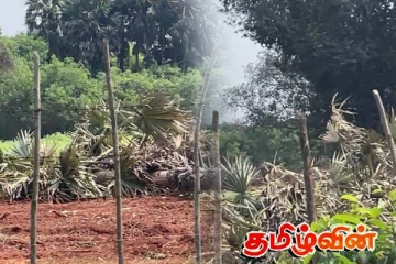 வலி. வடக்கில் இராணுவத்தால் அழிக்கப்படும் பனை மரங்கள்