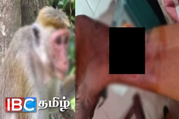 குடிமனைக்குள் புகுந்த குரங்குகள் கடித்ததில் 06 பெண்கள் படுகாயம் : கடும் அச்சத்தில் மக்கள்