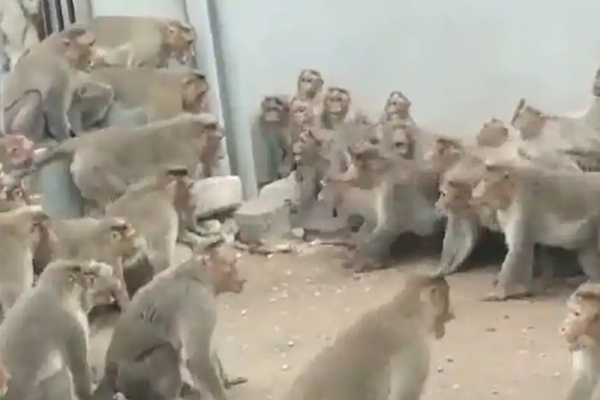 முட்டி மோதி கொள்ளும் குரங்குகள்! மனிதர்களையும் மிஞ்சிய கேங் வார் - வைரல் வீடியோ | Viral Video Monkey