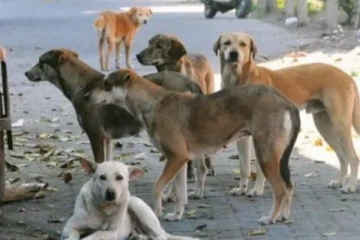 ஈவிரக்கமற்ற செயல் ; 500 தெருநாய்கள் விஷம் வைத்துக்கொலை