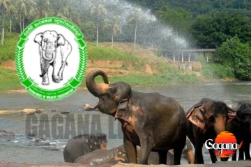 වනෝද්‍යාන නැරඹීම සඳහා අද සිට ඔන්ලයින් ප්‍රවේශ පත්‍ර