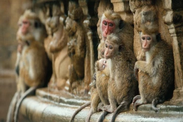 சீனாவுக்கு குரங்குகள் ஏற்றுமதி - அரசாங்கம் சொல்லும் காரணம்