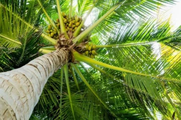 தென்னை மரத்தில் ஏறிய குடும்பஸ்தருக்கு நேர்ந்த சோகம்! அம்பாந்தோட்டையில் சம்பவம்