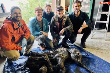 පූර්ණ ලෙස සංරක්ෂණය වී ඇති මැමත් පැටවෙකුගේ සිරුරක් රන් පතල්කරුවෙක් සොයාගනී. ( PHOTOS)