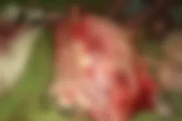 சட்டவிரோதமாக மாடுகளை வெட்டியவர்கள் கைது