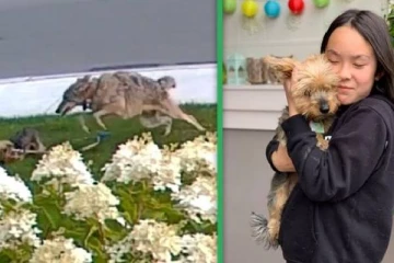 கனடாவில்   வெளியில் சென்ற சிறுமிக்கு நேரவிருந்த விபரீதம்; ஹீரோவான வளப்புப்பிராணி