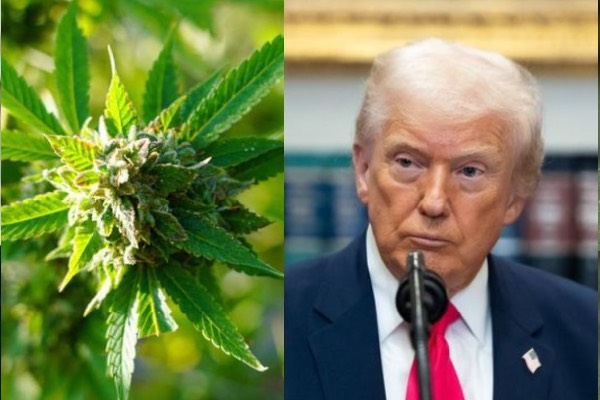 கஞ்சா மீதான கட்டுப்பாடுகளை தளர்த்திய அமெரிக்கா: மருத்துவ அங்கீகாரம் வழங்கிய டிரம்ப் | Trump Easing Restrictions Over Marijuana