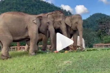 கண் தெரியாத யானைக்கு உதவிய மற்றொரு யானை!!! நெகிழ வைக்கும் வீடியோ காட்சிகள்