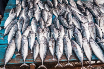 අද දිනයේ මාළු මිල ගණන් මෙන්න.