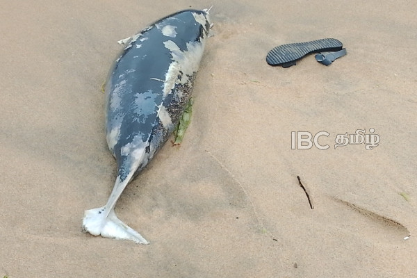அம்பாறையில் கரை ஒதுங்கிய இராட்சத மீன் | Dead Dolphin Washes Ashore In Kalmunai Beach அம்பாறையில் கரை ஒதுங்கிய இராட்சத மீன் | Dead Dolphin Washes Ashore In Kalmunai Beach